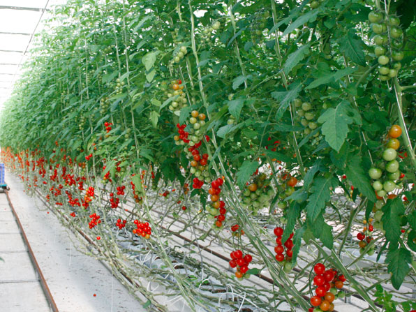 Watch: Tomato Grow Bag Kit | Gardener's Supply